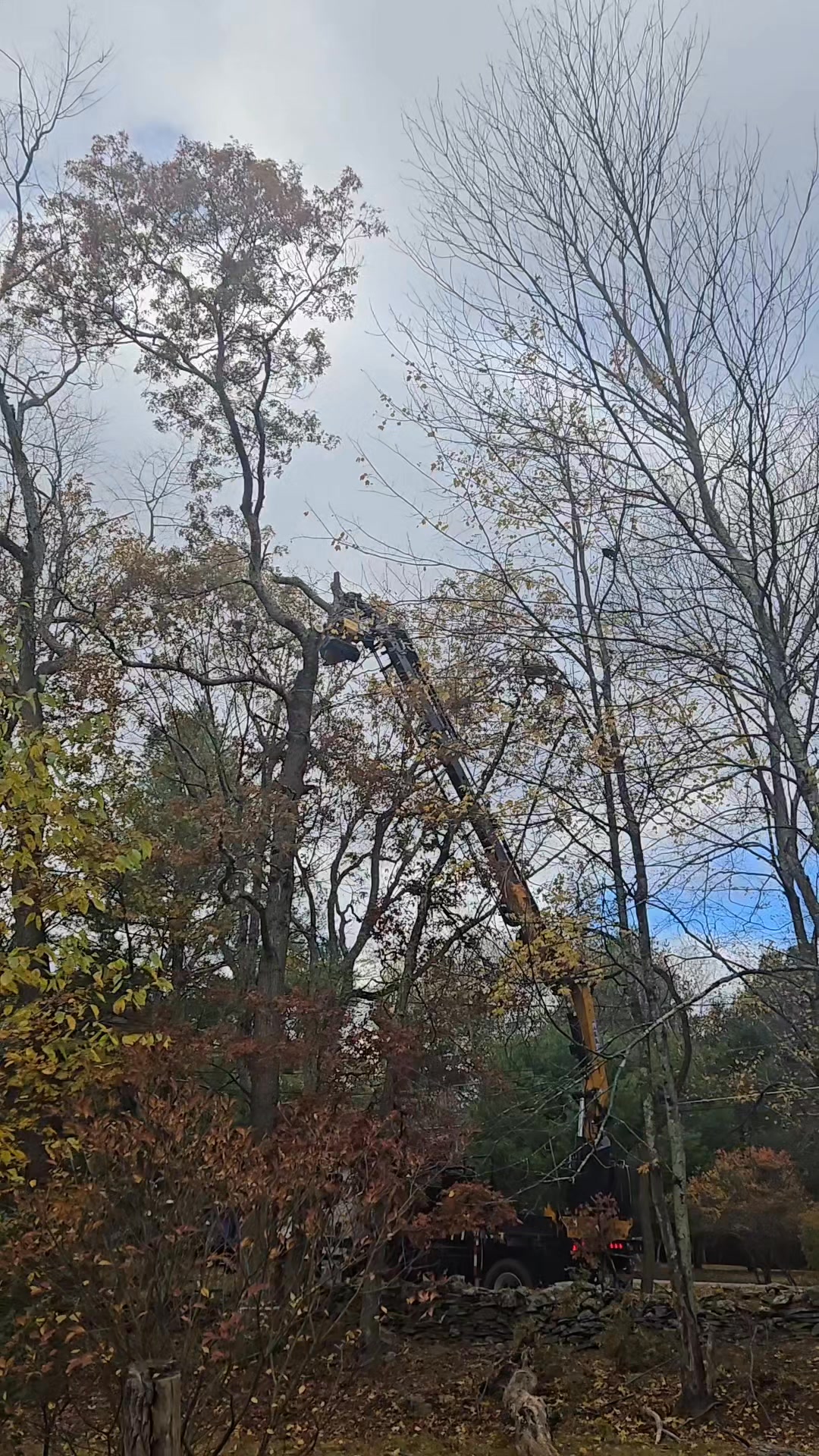 Blue Ox Tree Service | Throop PA