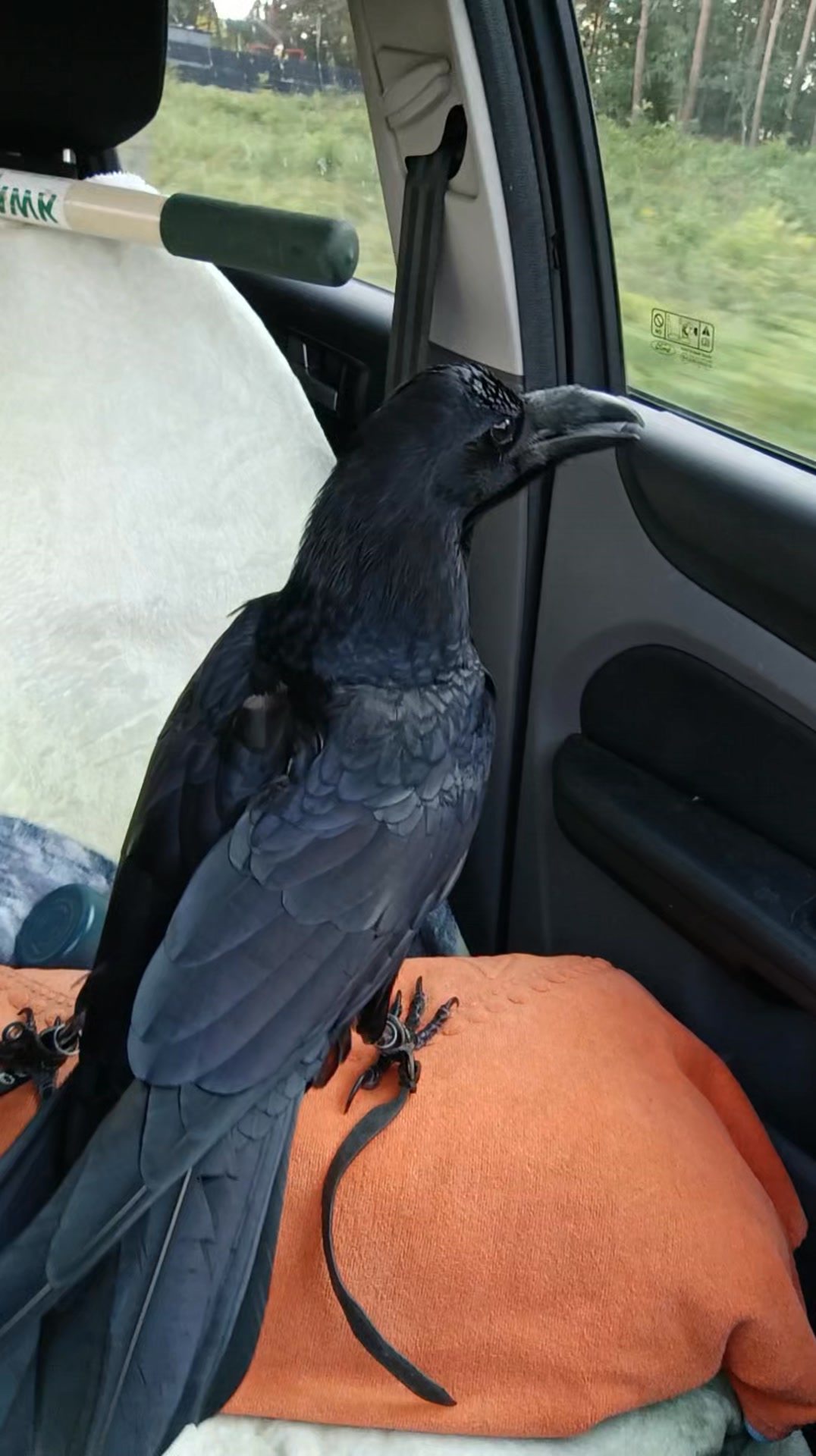 Echo the Raven