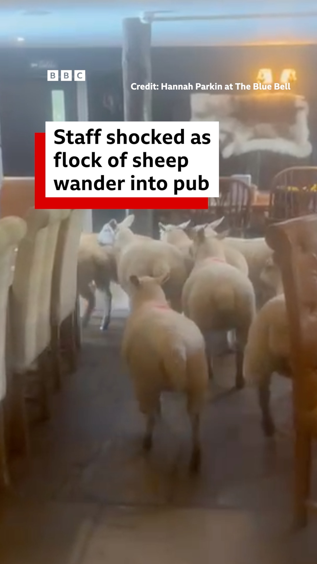 Eight sheep walk into a bar in North Yorkshire... not the start of a ...