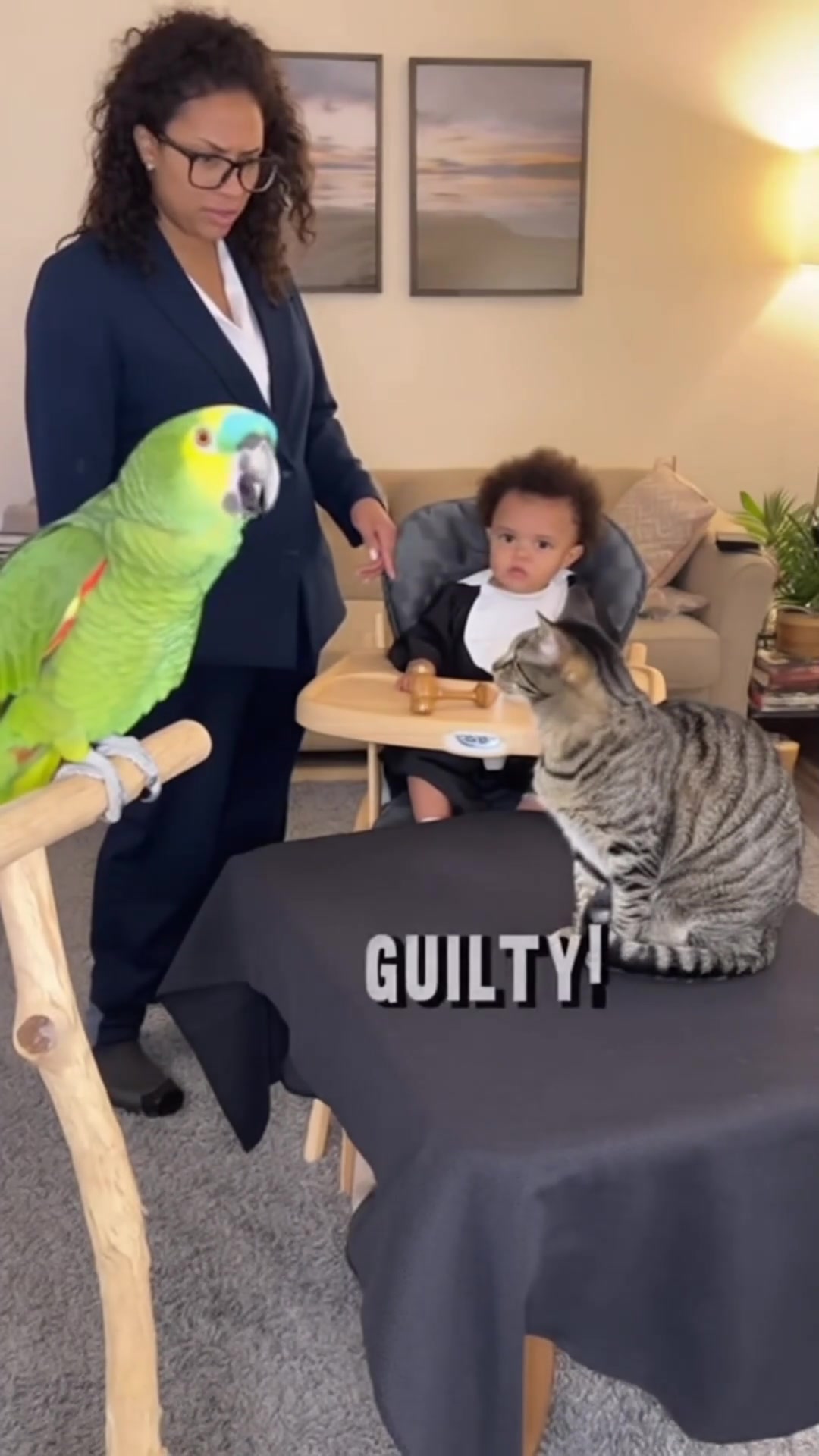 Hilarious Animal Court: Parrot TESTIFIES Against the Cat! #Parrot #Cat ...