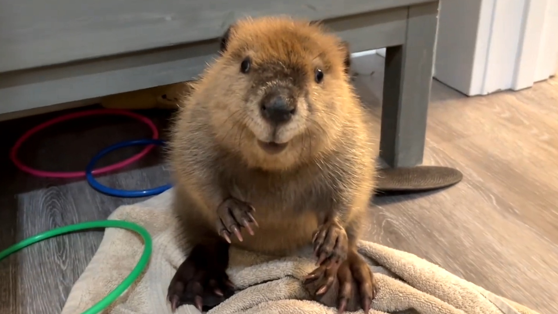 Beaver sounds like human baby We interviewed @hmuraco for this video ...