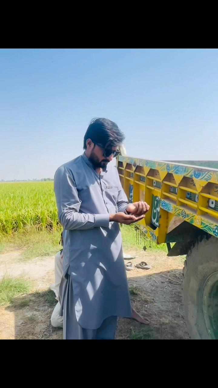 Rice Harvesting | Adv Ahsan Chheena | Facebook