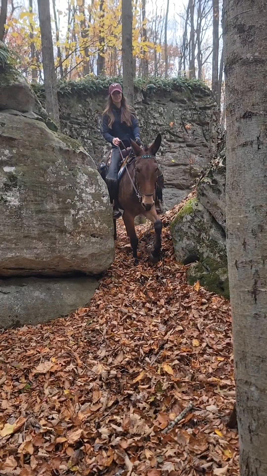 Rocky Mountain Horse; Morning Warning, and 2 mules, Mabel and Dolly ...