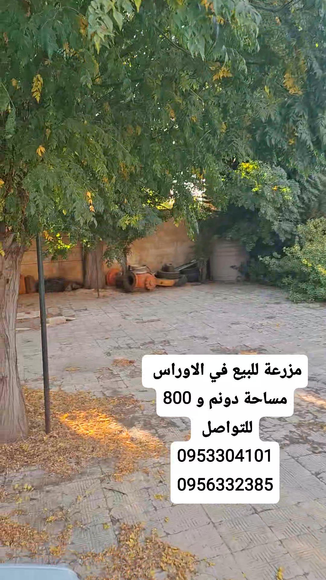 مزرعة للبيع في الأوراس 🌿 المساحة: دونم و 800 متر بير مياه غزير بناء ...