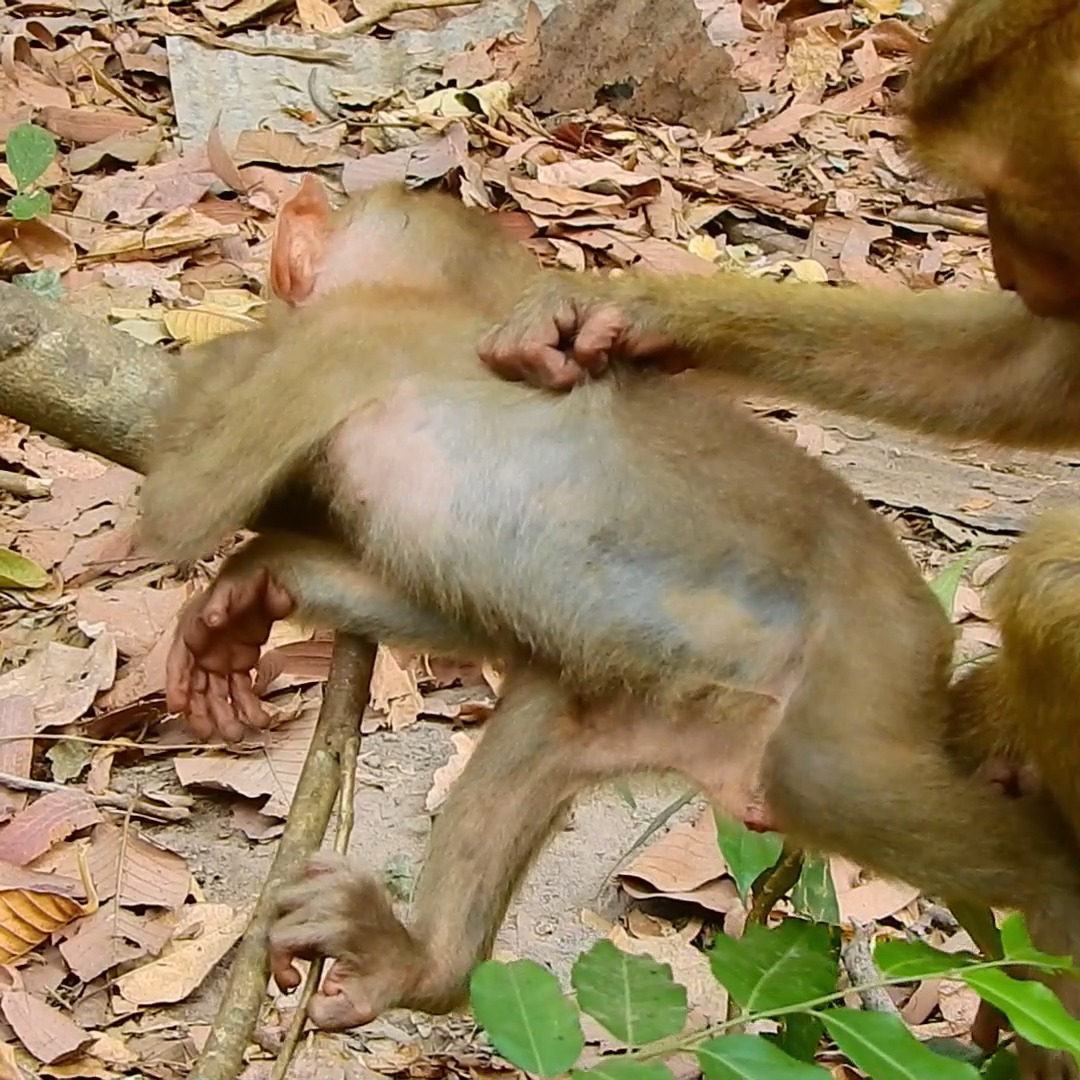 Poor baby seem tired keeping body on the branch tree . | Monkey Solo ...