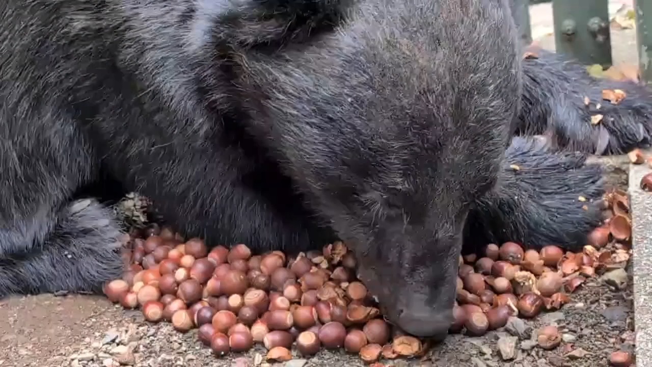 どんぐり 熊