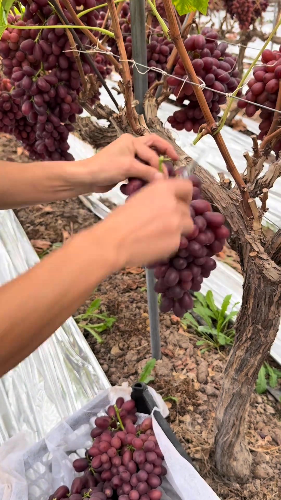 #fruit #vegetable #farmer #grape #grapetree | Biranda Doğa | Facebook