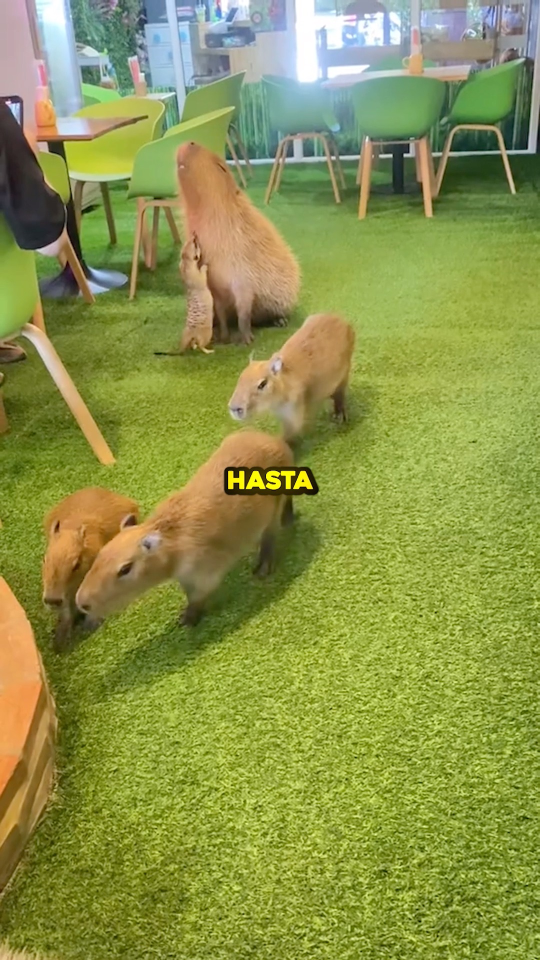 El Café Más Tierno del Mundo ☕🦦 #Japón #Capibara #Curiosidades # ...