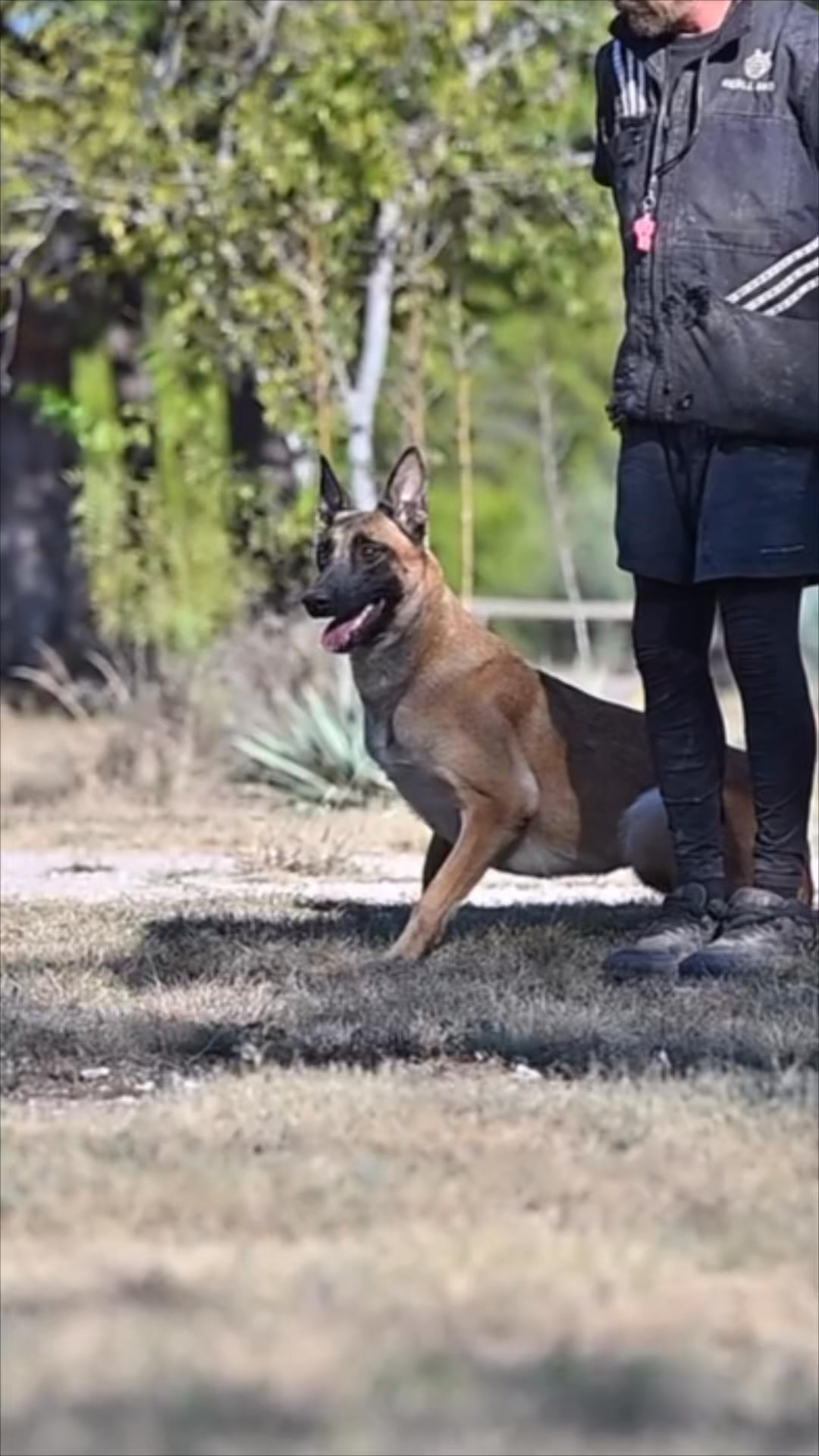 #belgianmalinois #belgianshepherd #malinois #maligator #workingdog #k9 ...