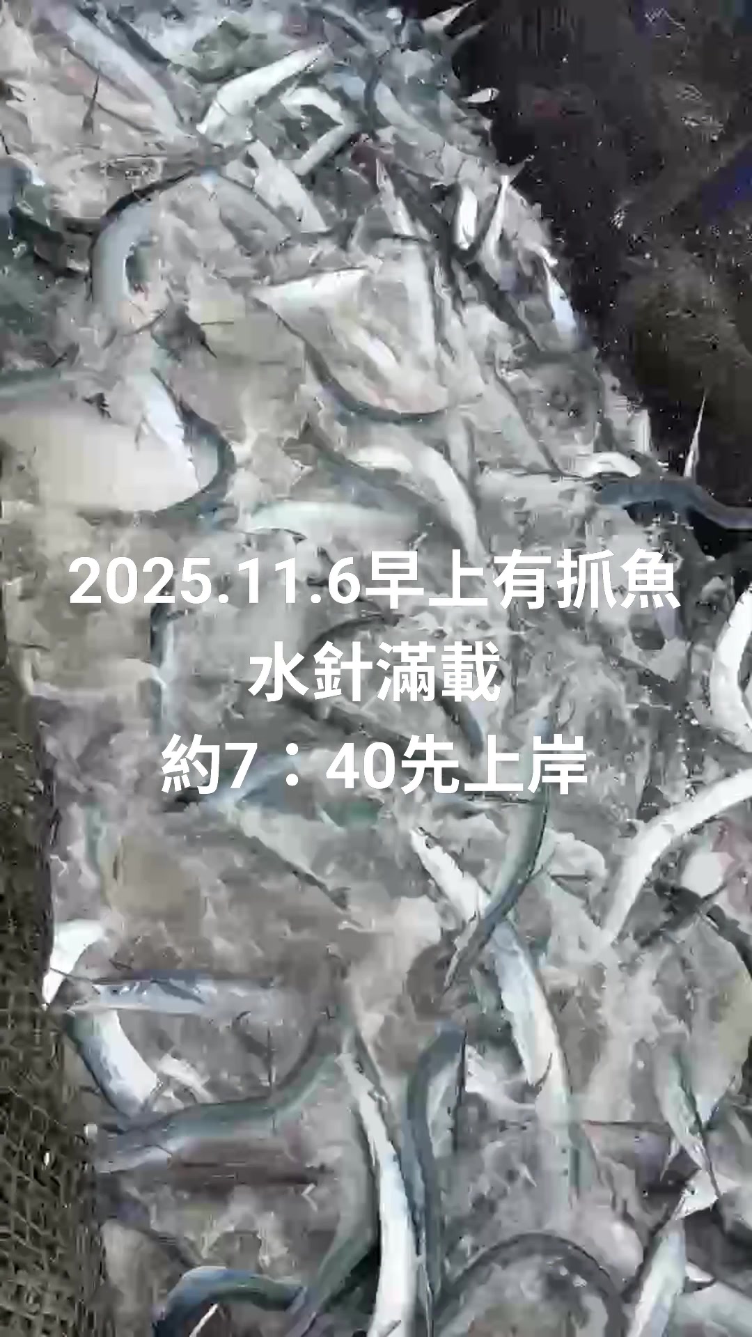 臺東🐟三和定置漁法 11/6（星期四）今早有抓魚 水針滿載 約9：10開賣 💢鶴鱵科（學名：Belonidae），或稱頜針魚科，為條鰭魚綱鶴鱵 ...