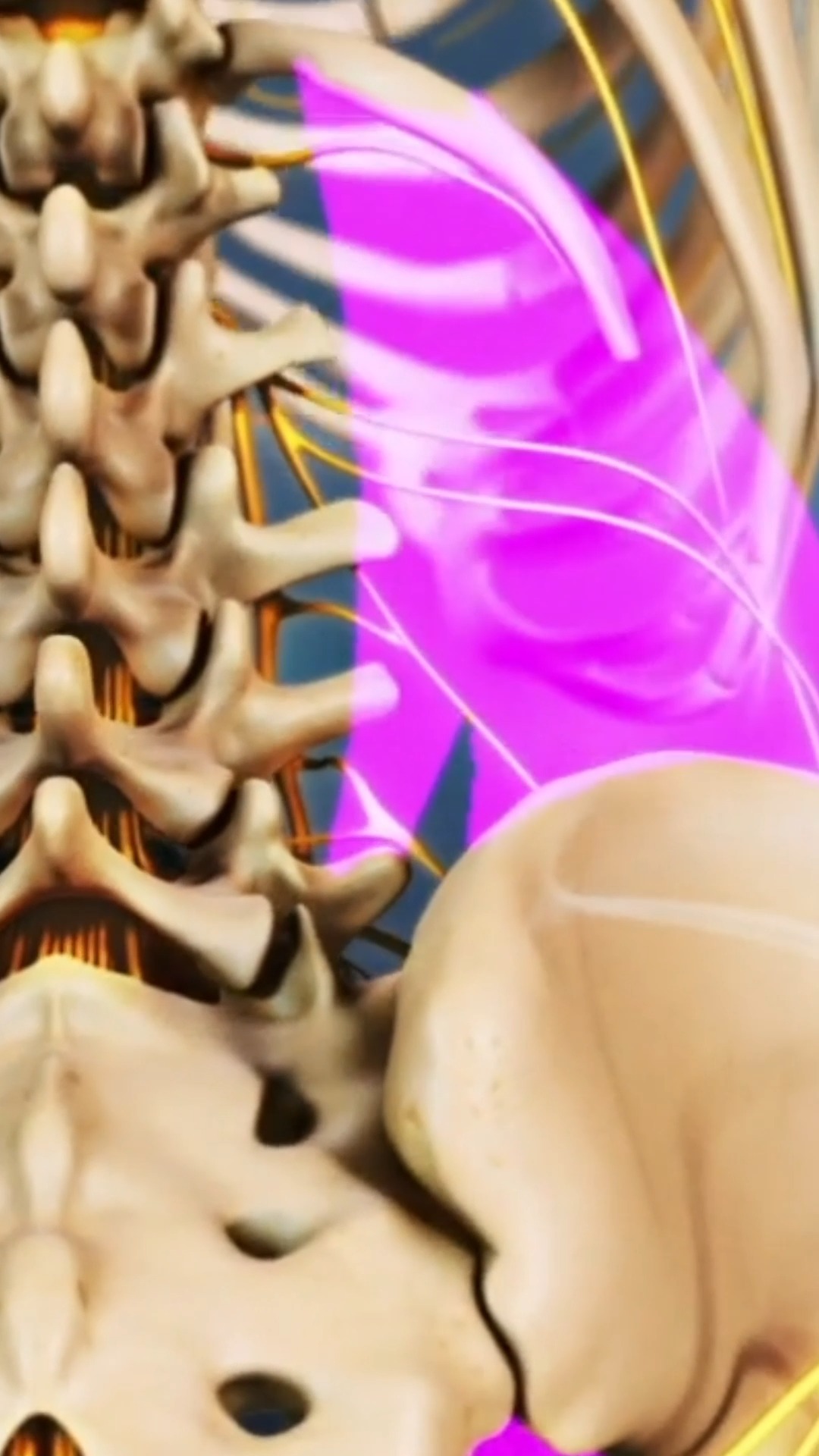 The lumbar spine typically has a slight inward curve known as lordosis ...