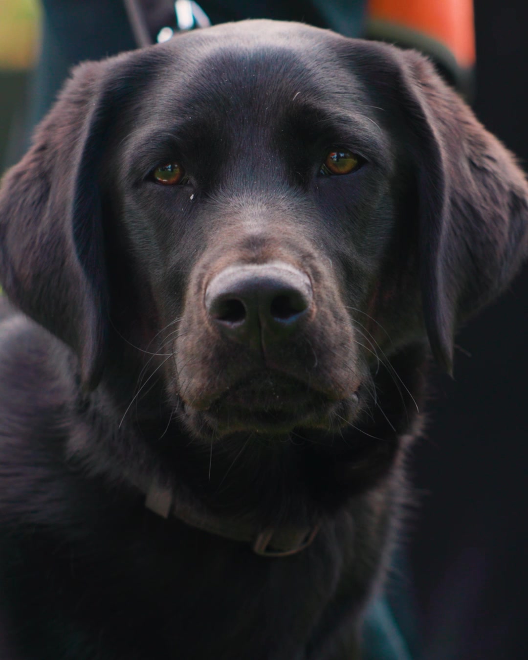 On Thursday 9 October, our SA/NT... - Guide Dogs Australia | Facebook