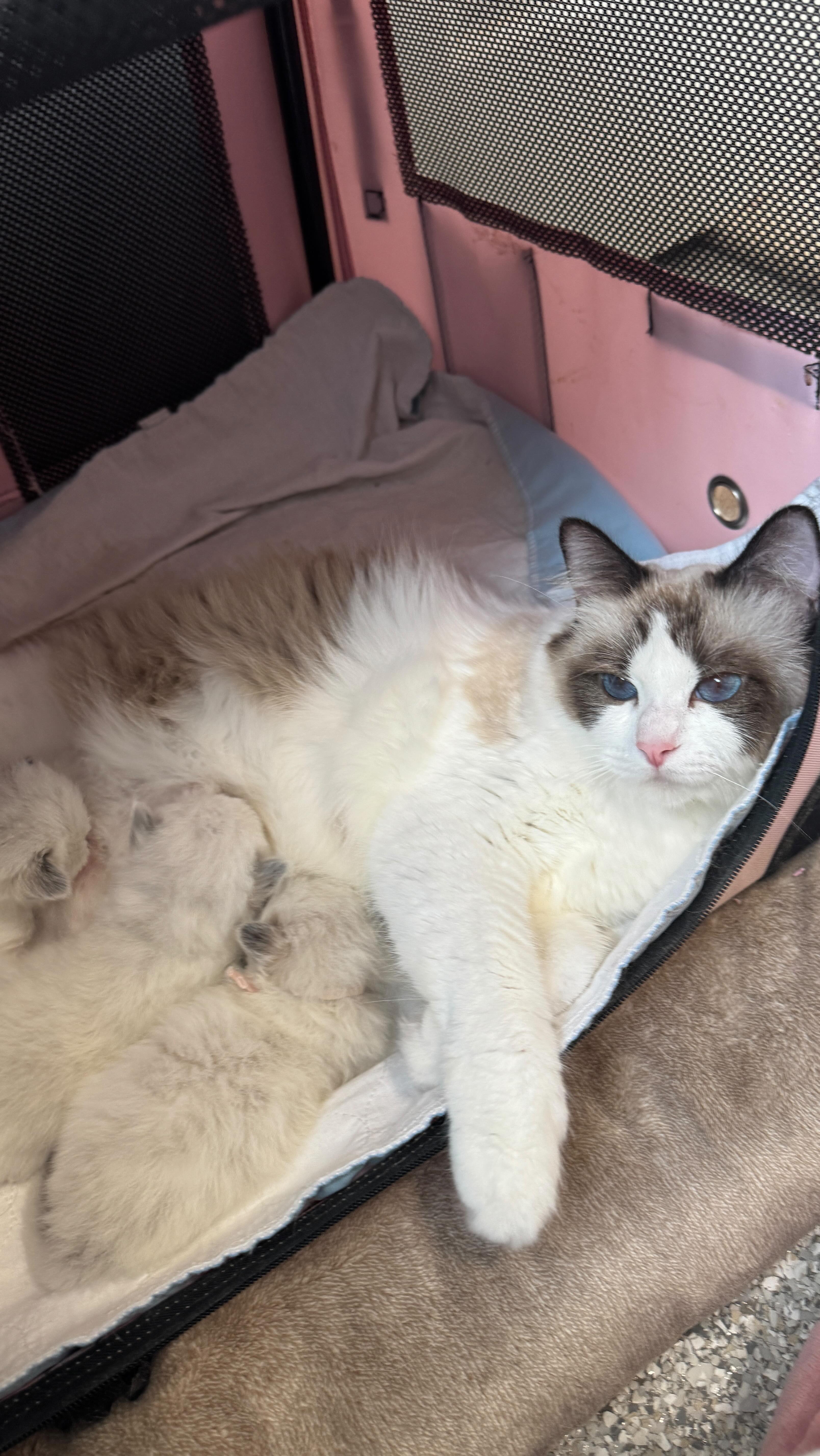 Squee. Babies are four weeks old this week & almost all reserved! I can ...