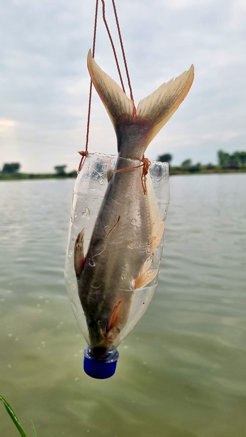 Unbelievable plastic bottle trap fishing system #fish #fish_video # ...