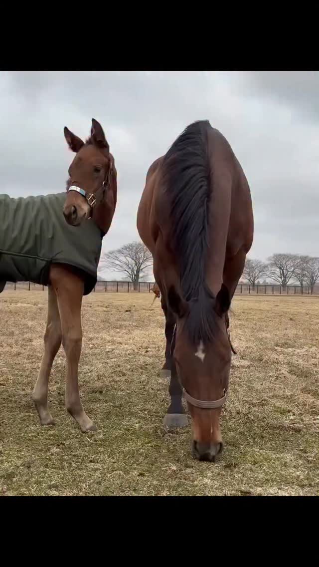 ALMOND EYE and her baby boy by EQUINOX….