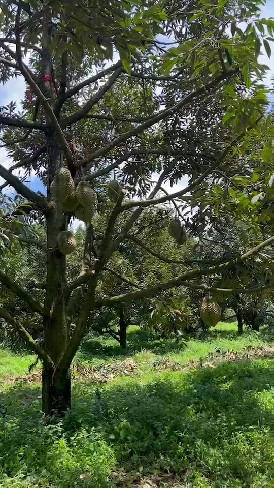 Krupon Lava Durian added a new photo. - Krupon Lava Durian