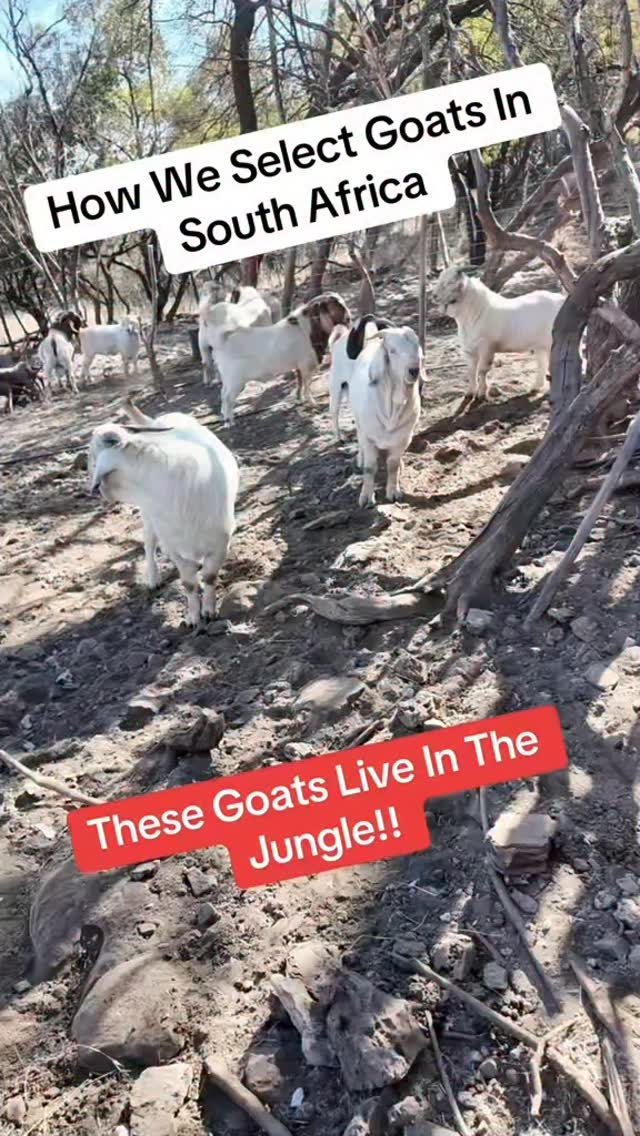 Here is how the goat selection process works in South Africa where we ...