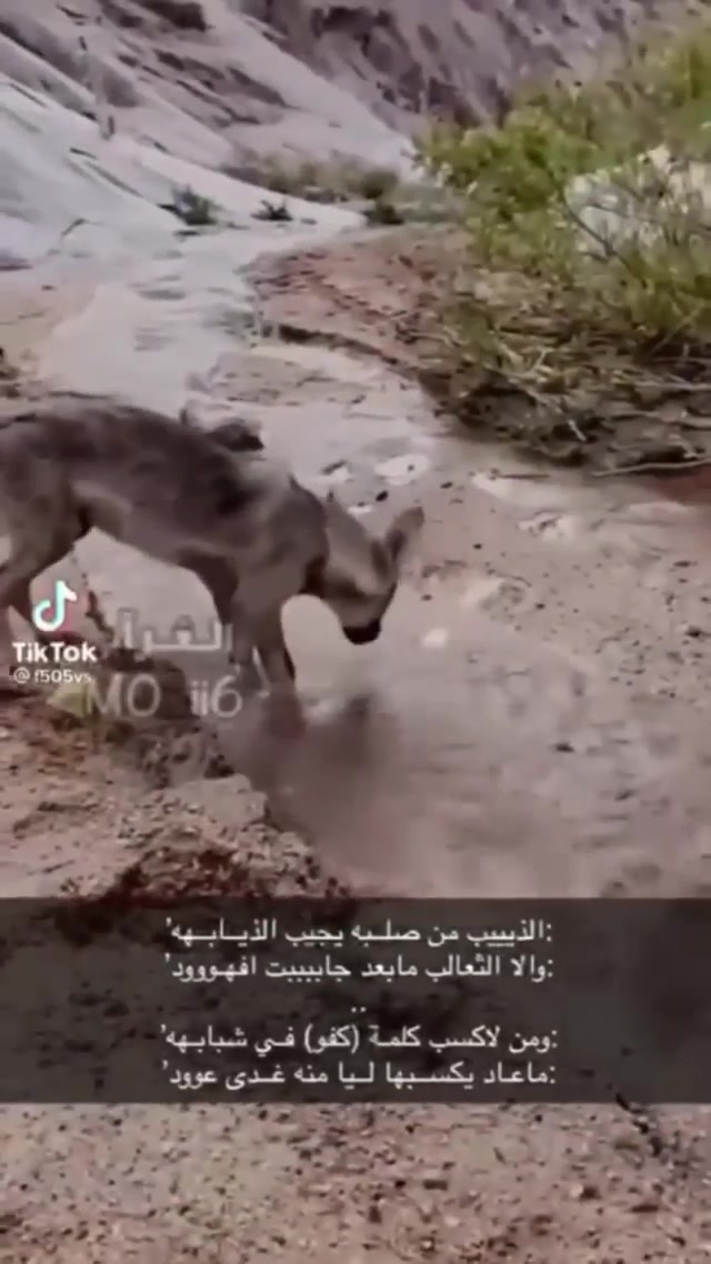 الذيبه Posts Facebook