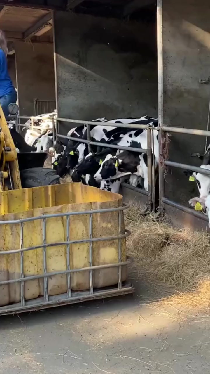 Incredible Stacking Bales Pretty Girl Amazing Feed Mixer 2023 New ...