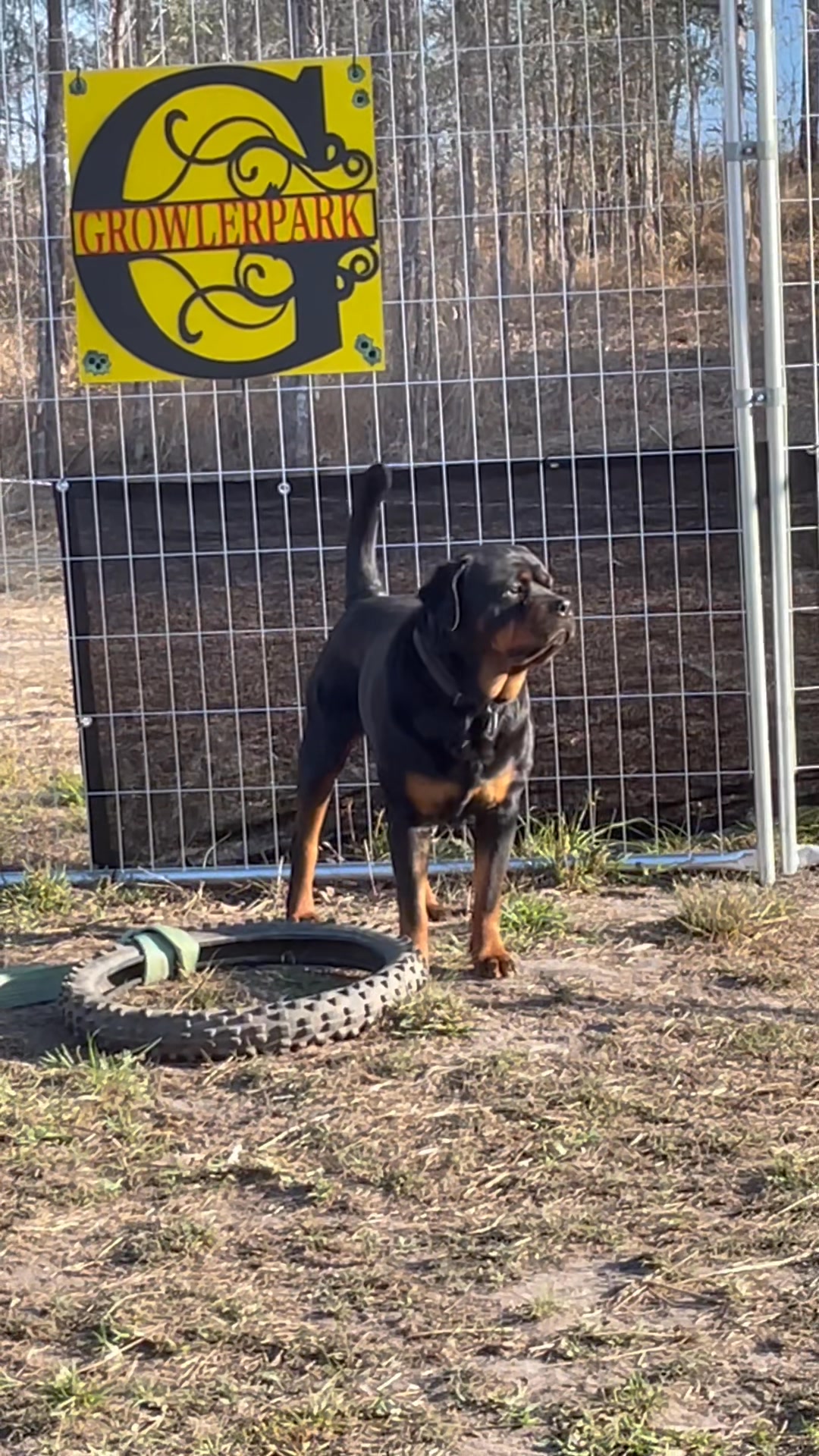 Now you want to play too Xena 🤦‍♂️ | Growler Rottweilers | Facebook