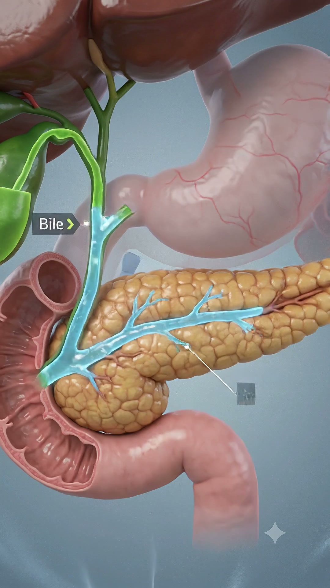 GLP 1 medications can offer weight loss benefits, but they can also affect how your digestive system works. Colorectal Surgeon Dr. Anushka Arumugasaamy explai | Wellstar Cobb Medical Center