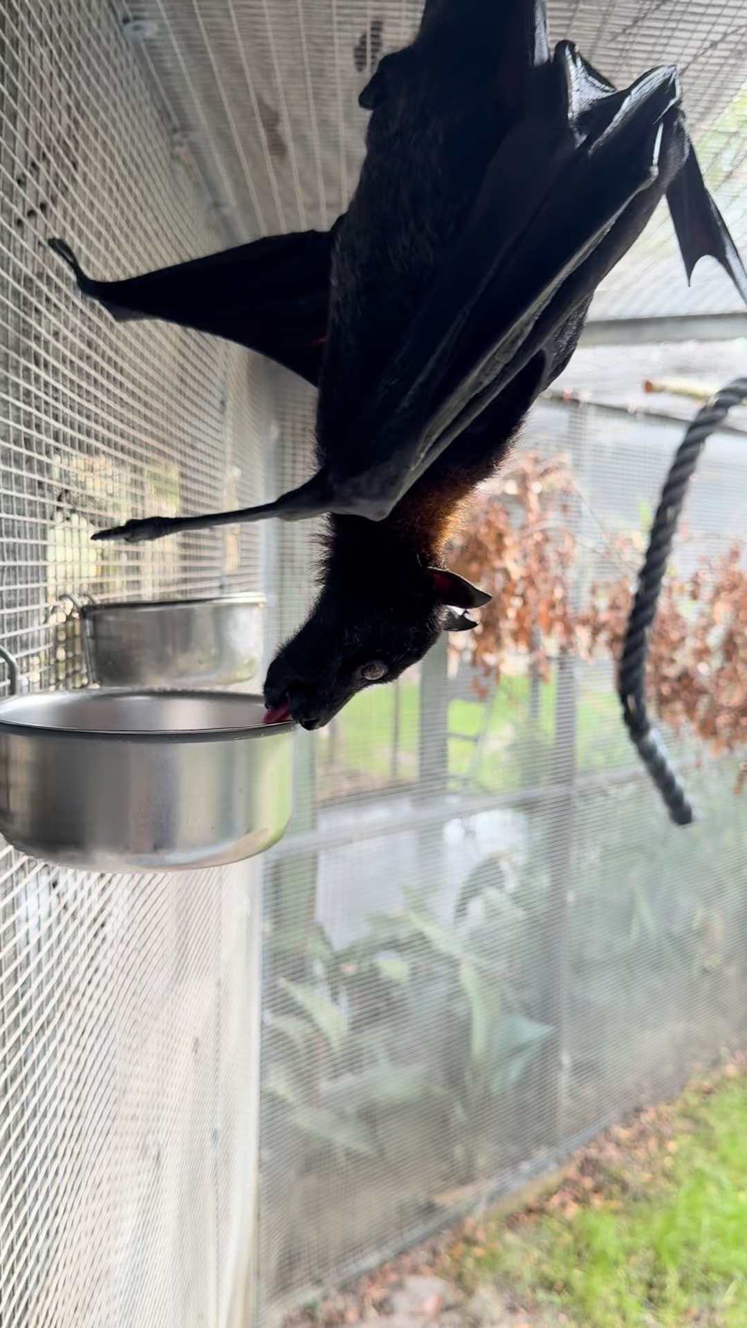 It's #ThirstyThursday with Malayan Flying Fox, Trout! 🦇😋 We are often ...