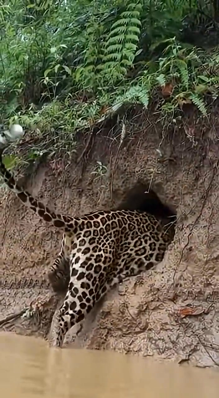 “So Scary! Leopard Attacks on a Muddy Riverbank… Ends in Quills 😱 ...