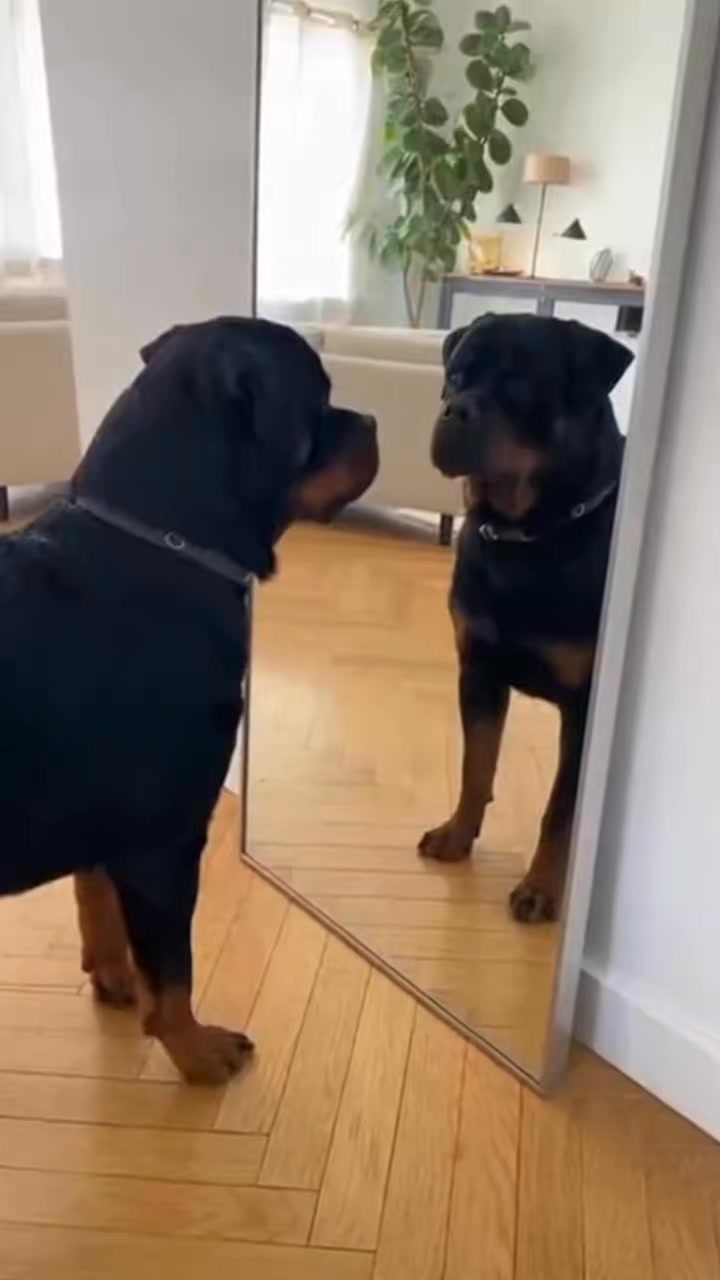 Comment you Thoughts : #rottweiler #dogsofinstagram #dog #dogs #rottie ...