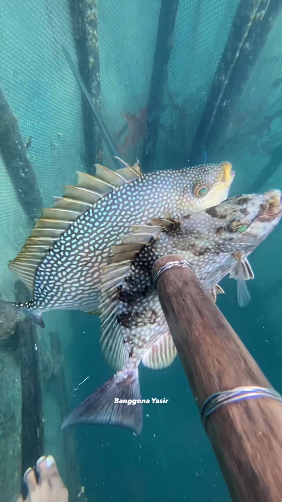 Big rabbit fish | Banggona Yasir | Facebook