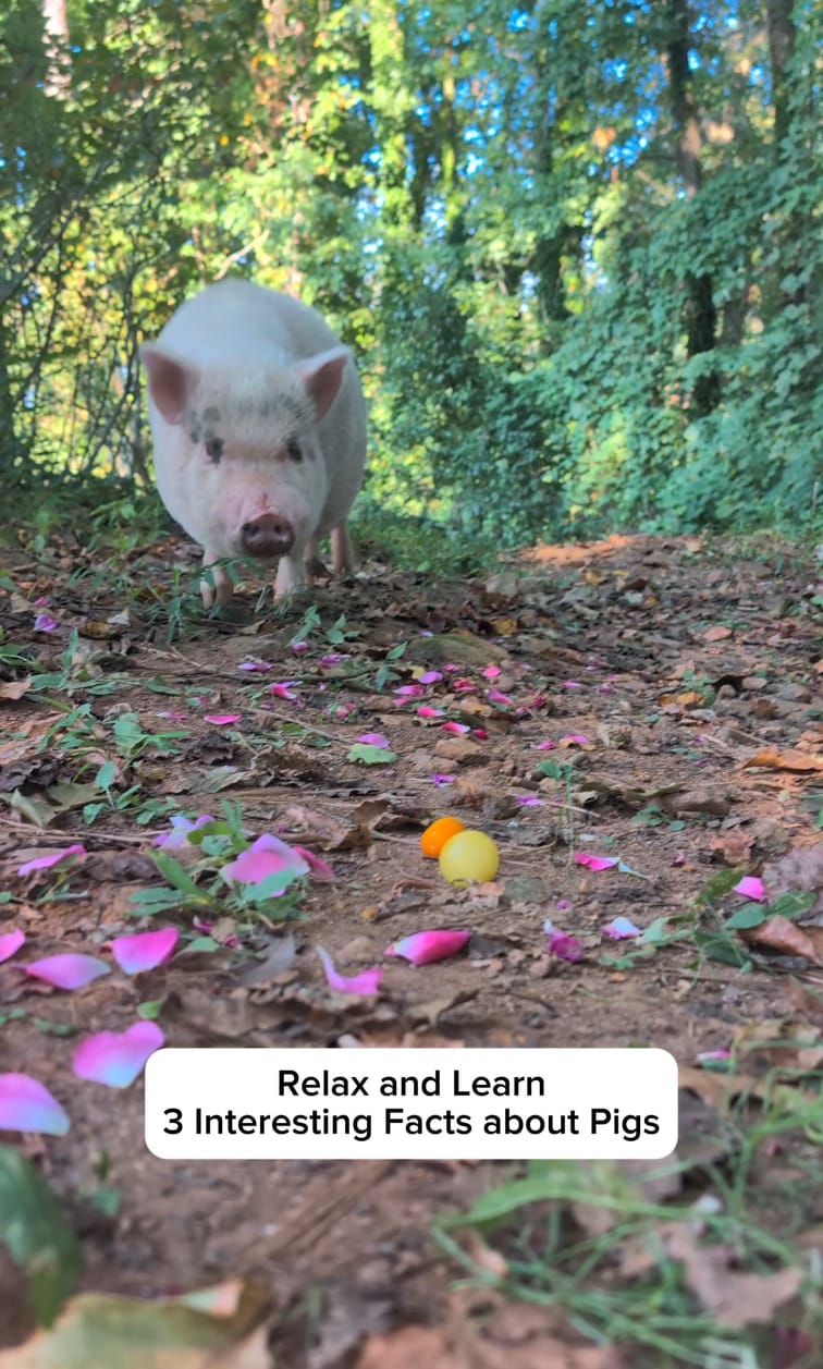 Interesting Pig Facts 🐽 #pig #piggy #pigs #piglet #interestingfacts ...