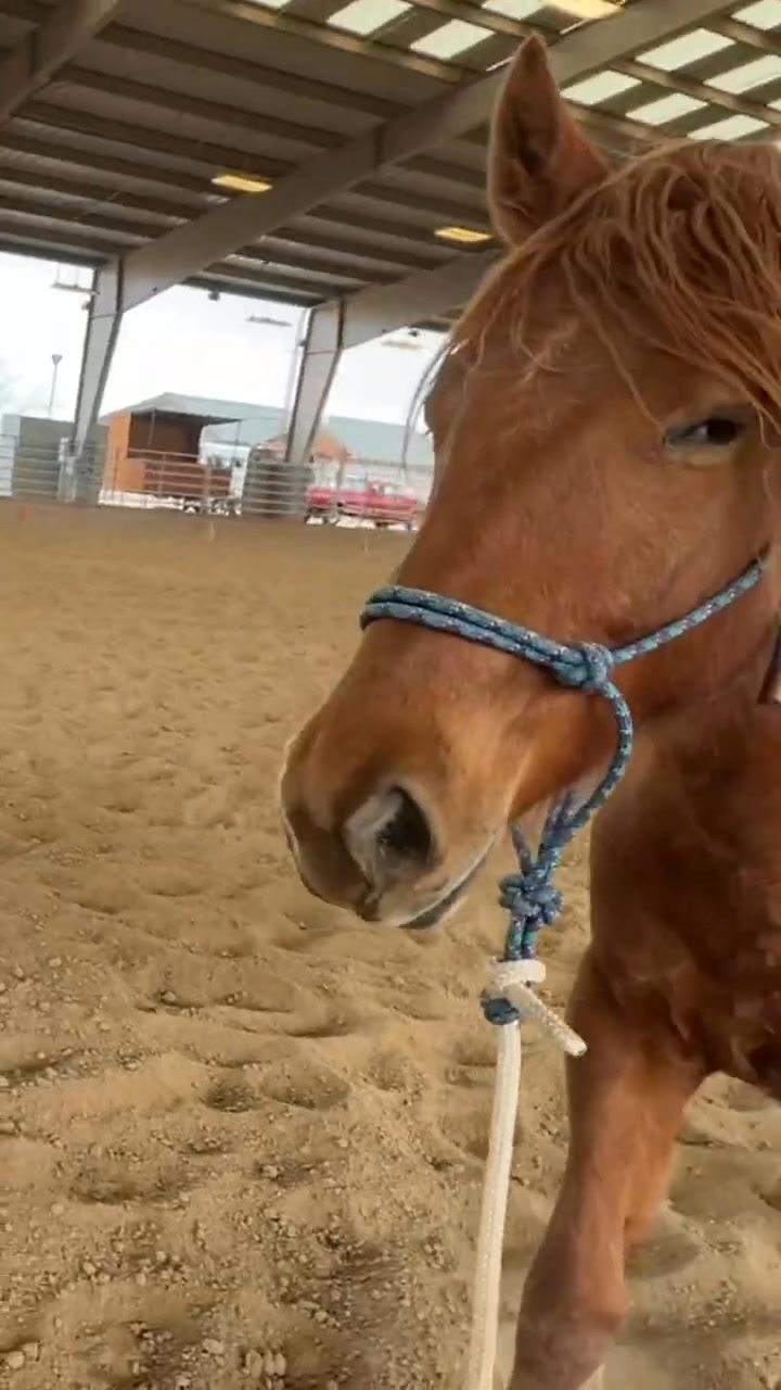 Mustang takes a field trip! | The Clever Cowgirl