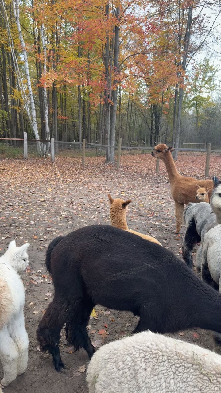 Hey, did ya know that alpacas (& llamas) make a unique noise when they ...