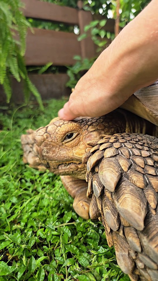 Hello and hugs!! | Benjamin the Tortoise | Facebook