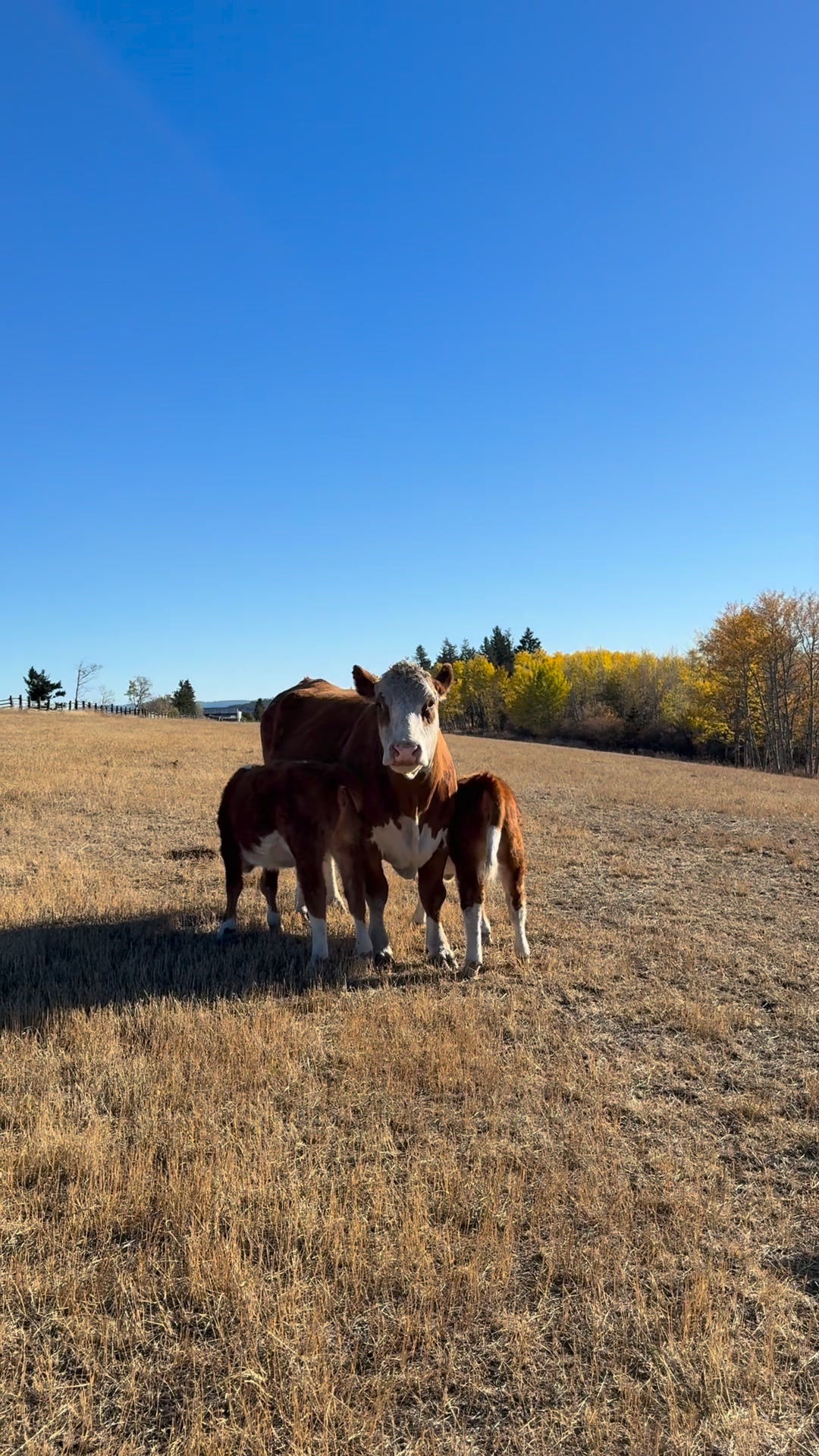 We kept this cow last fall even though she was due to calve late ...