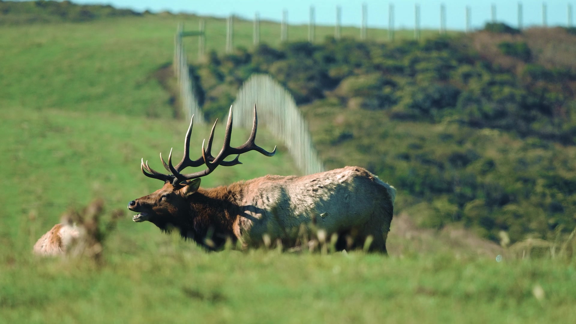 Tule Elk Bull Point Reyes National Seashore Marin County, California ...