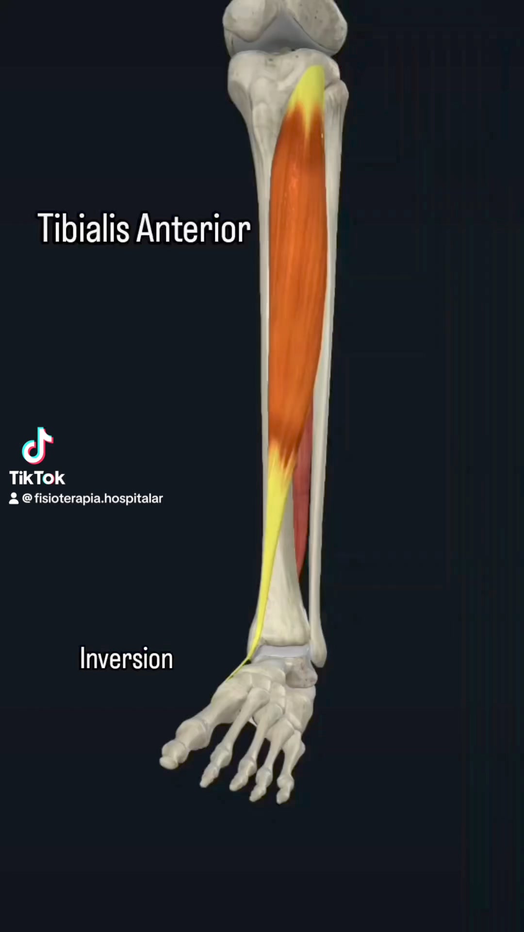 O músculo tibial anterior é um músculo localizado na parte frontal da ...
