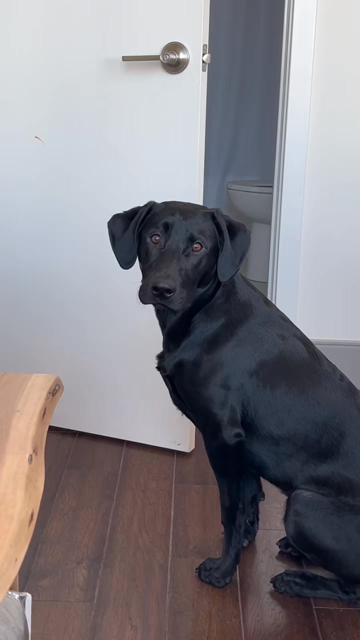 morrie, 8 months old, philly 🌆#petsoftiktok (7195657066478914858) # ...