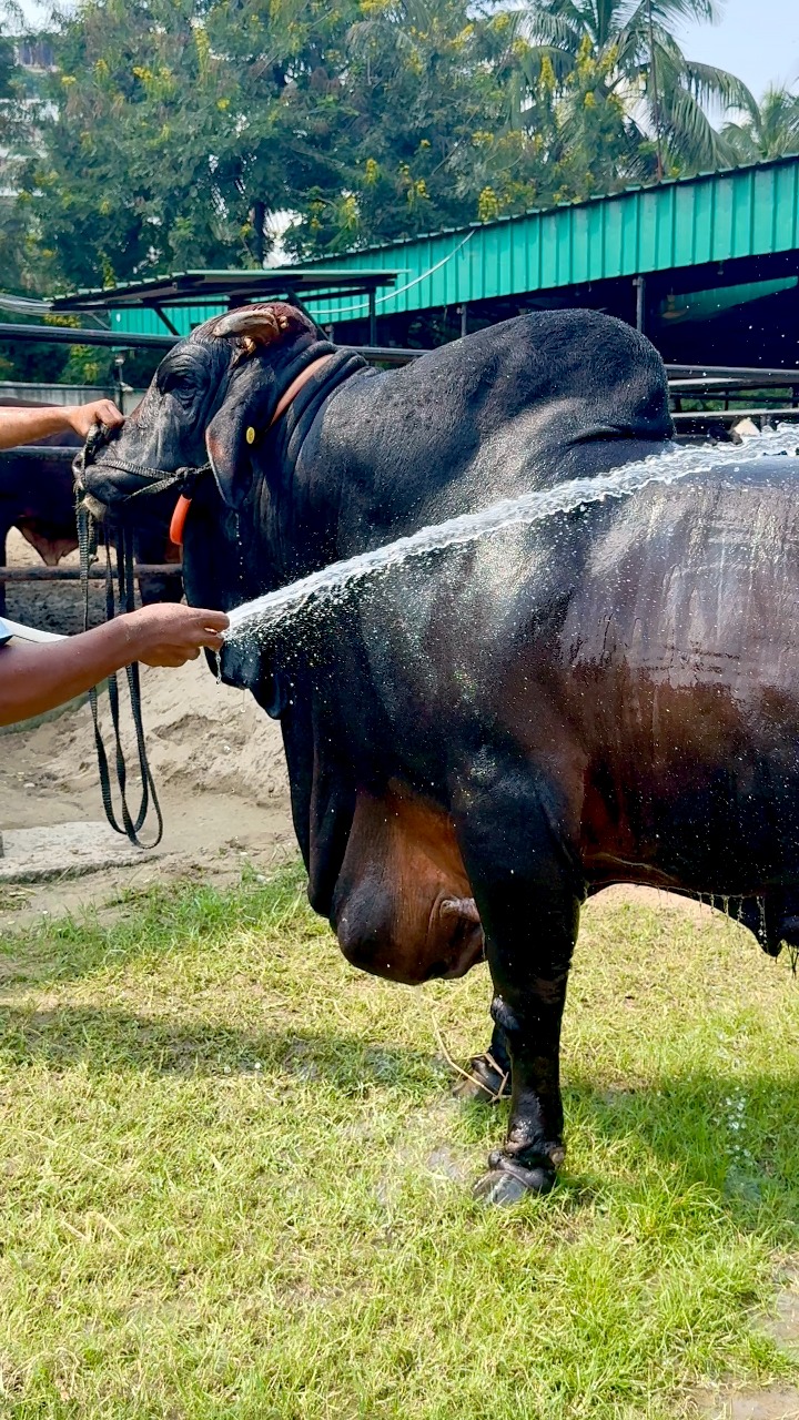 Hefty Sahiwal bull is getting showered #reelsfypシ #cow #cowboy #farming ...
