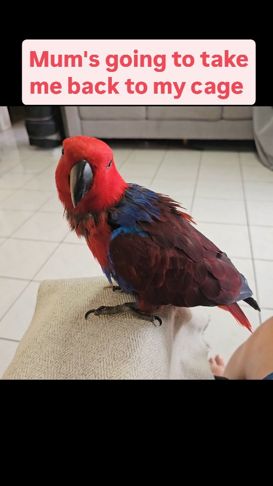 I'm a jump'a'roo Ruby jumping on me, jumping from leg to leg, then onto ...