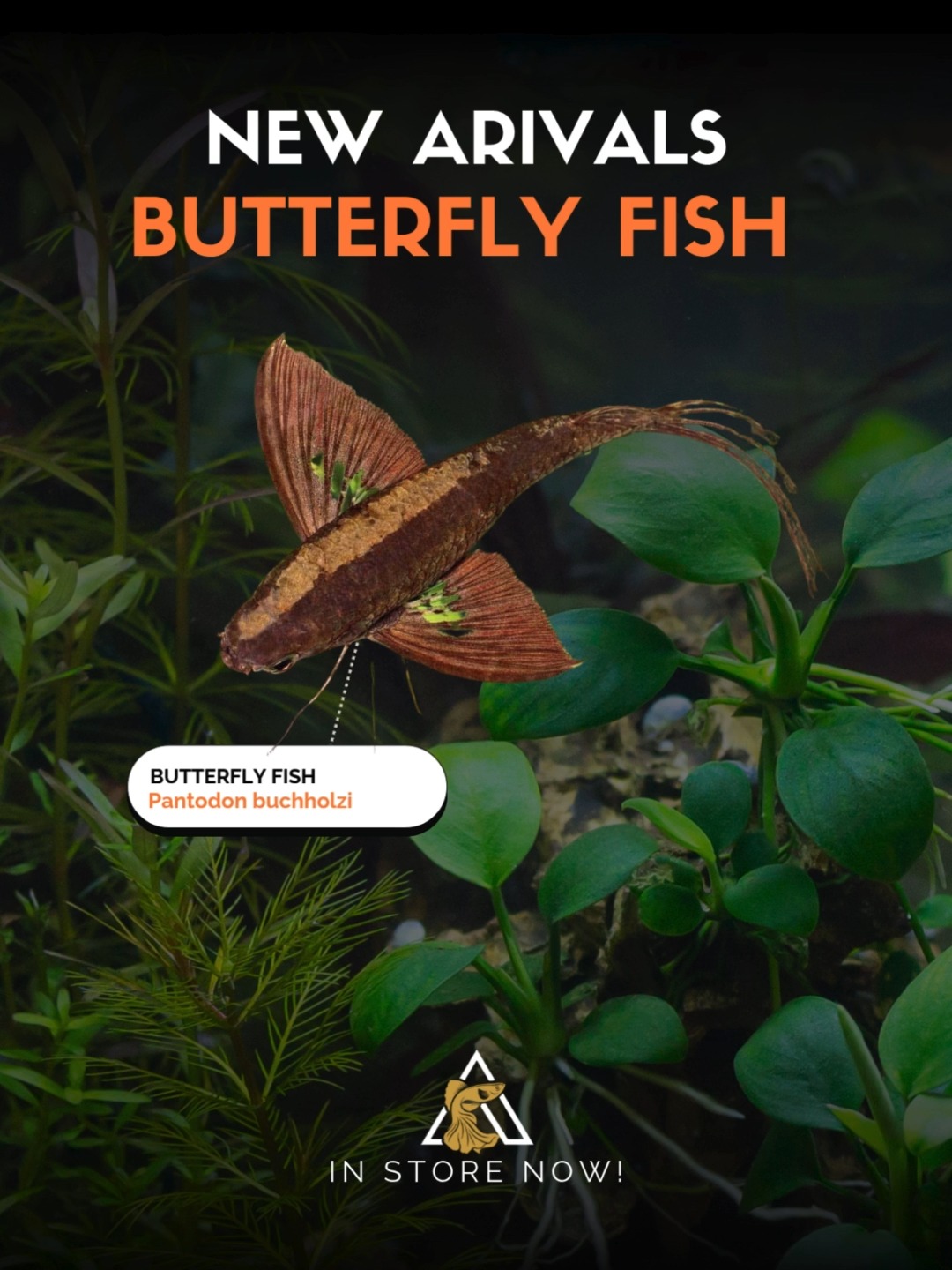 Aura Aquarium - 🦋 A flying fish without wings! The African... | Facebook