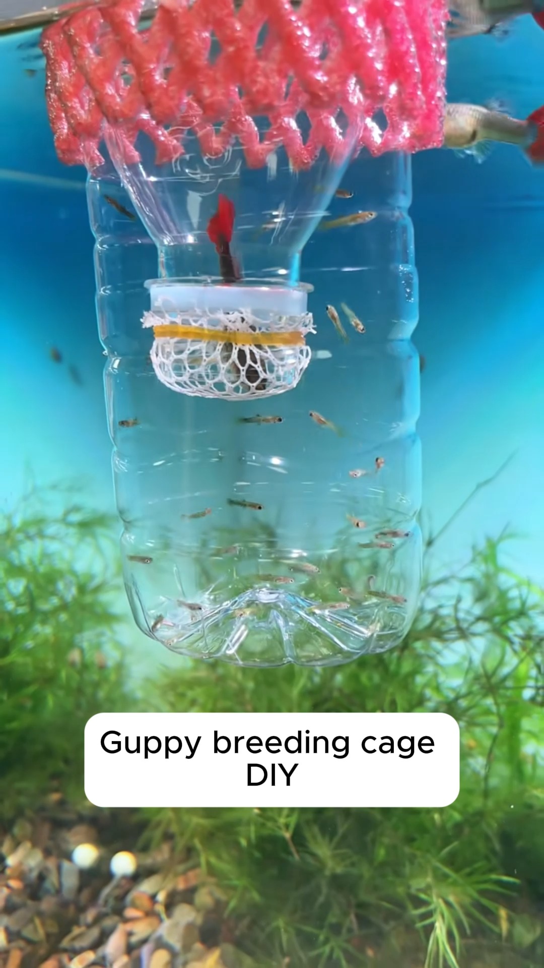 diy fish fry box Aquarium Hatcher Mesh Build a continous flow fry