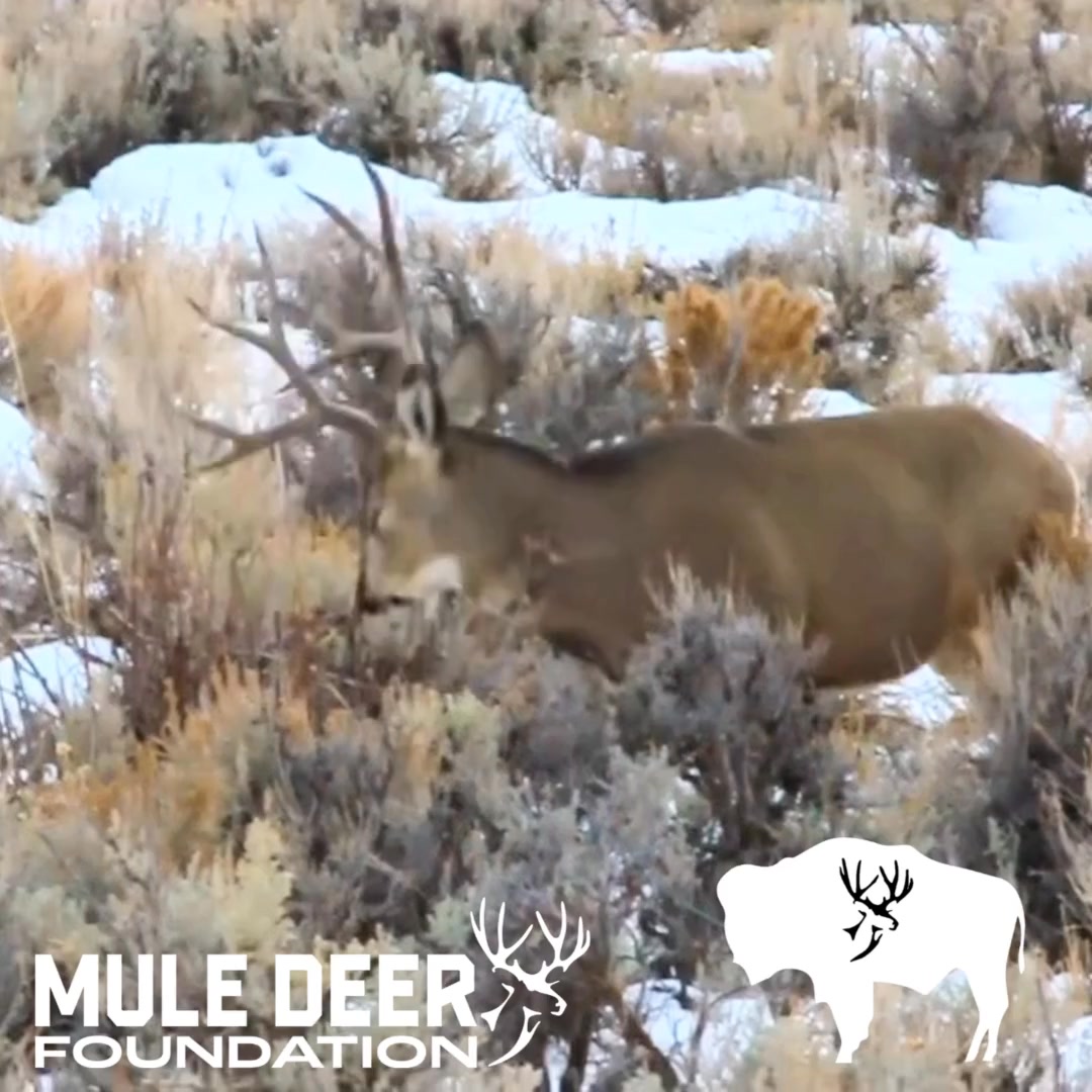 Just a nice buck doing normal buck things! Thanks Joel Luzmoor ...