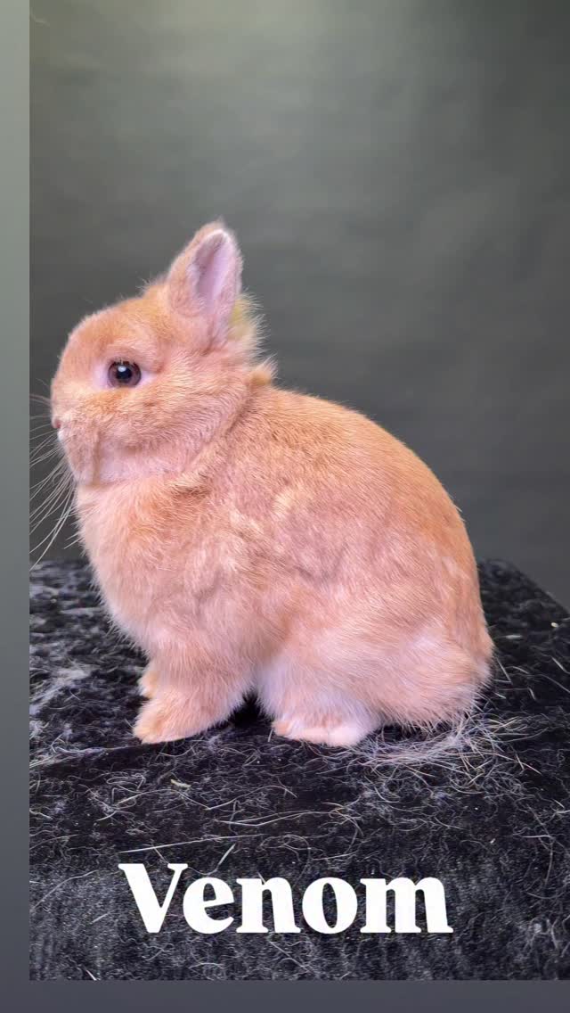 Gooseberry Rabbity on Reels | Facebook