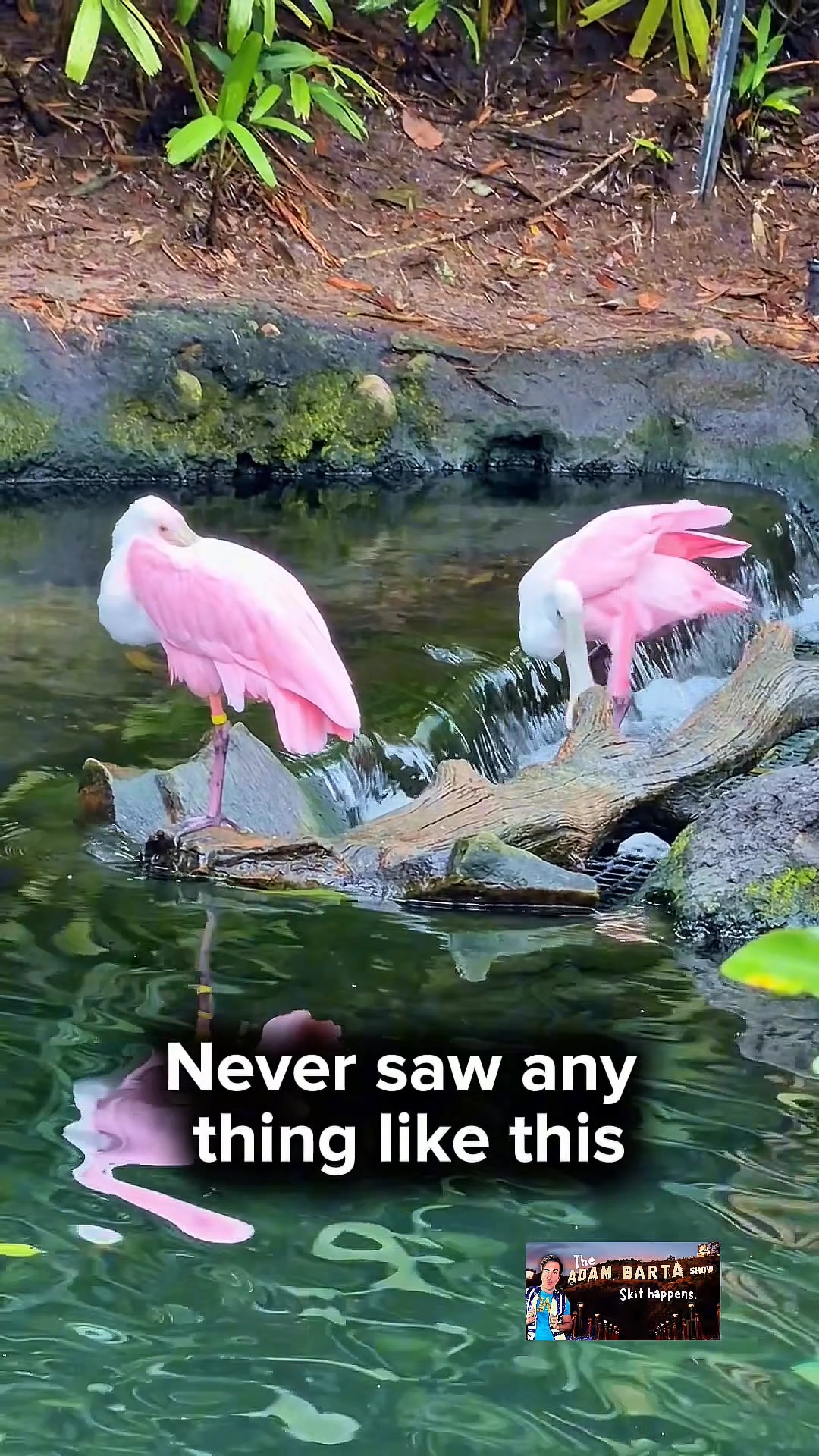 Why are these pink? | Adam Barta | Facebook