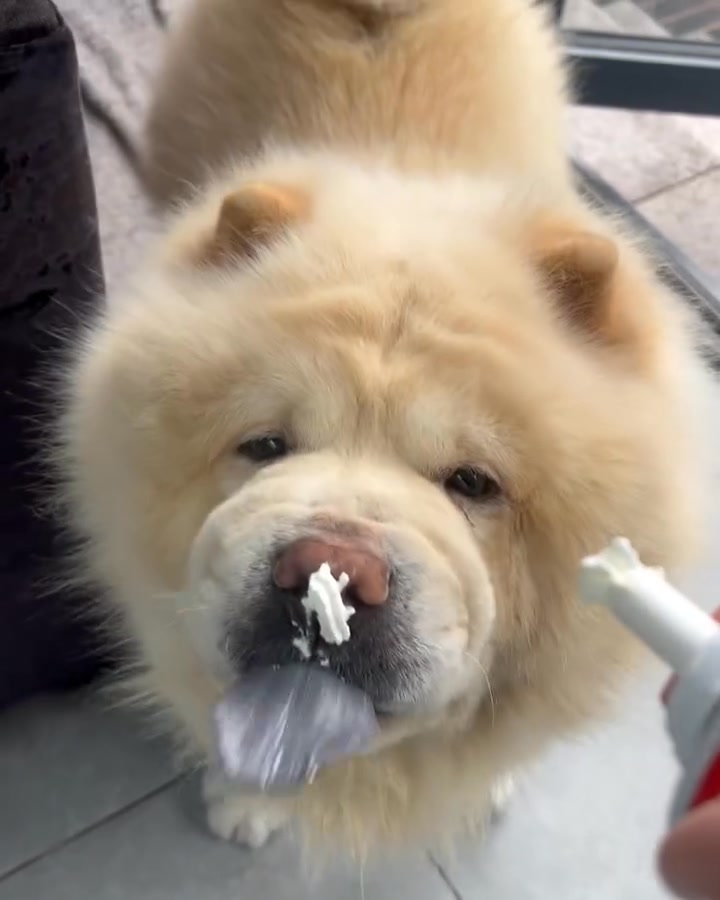 Just a chow chow that is obsessed with whipped cream 🤣😍 #doggo # ...