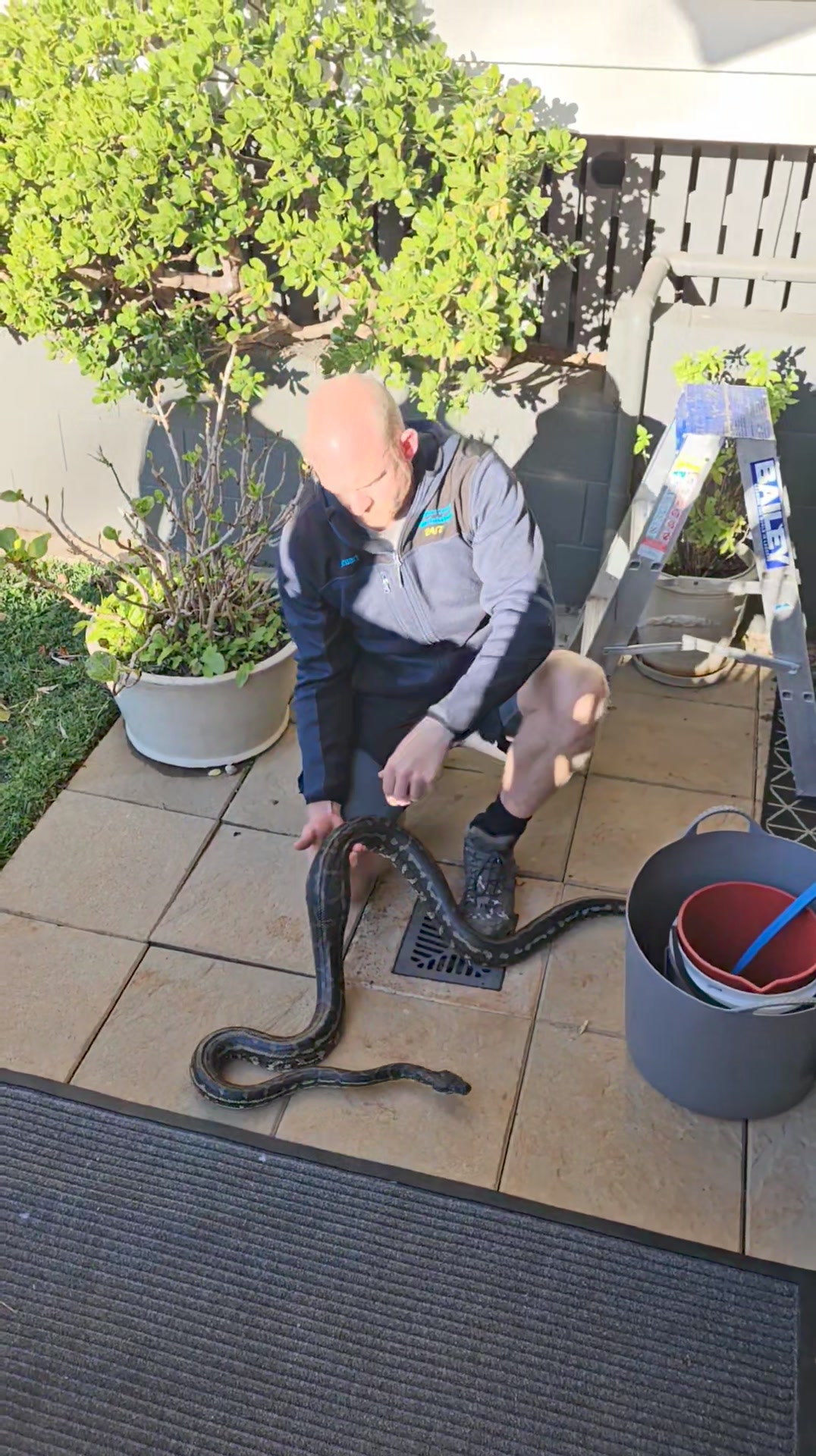 A Warm Winter Python Digesting its meal! Stu headed out to a home in ...