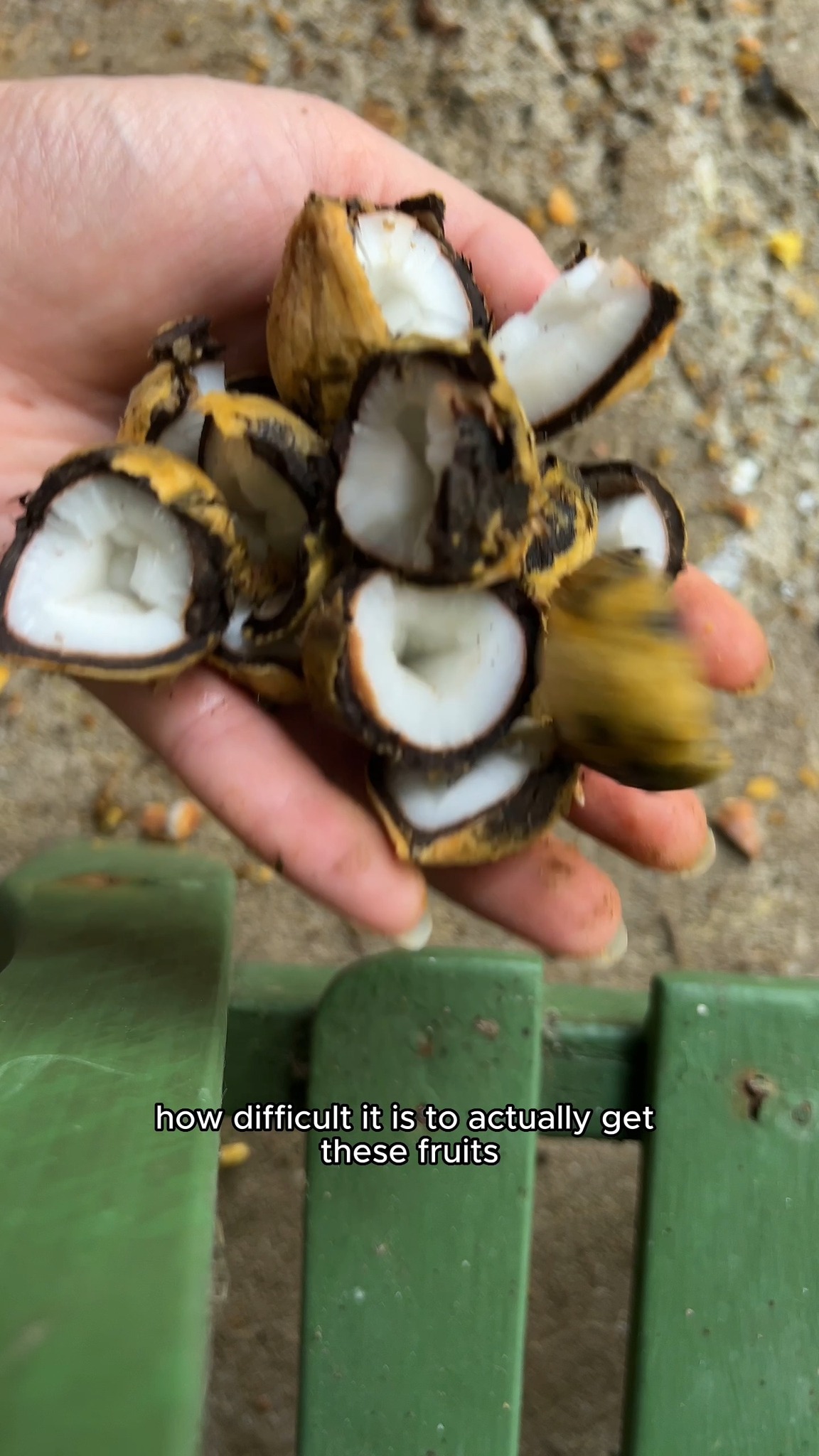 I Found a Rare Mini Coconut Tree…guess what I did next