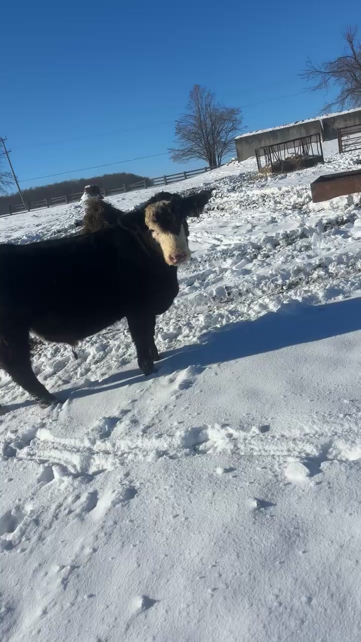 Get in early and get your next herd bull, fellas are sold private ...