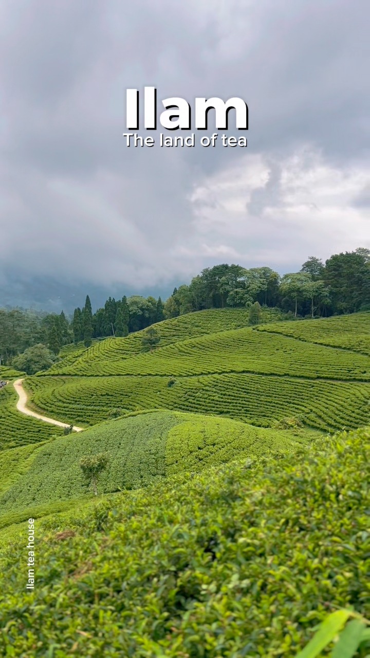 ILAM TEA HOUSE | Ilam
