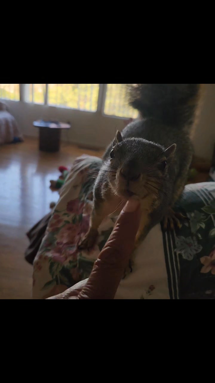 Peek a boo and nose boops. | Peanut and Rip and Rocky the Squirrel ...